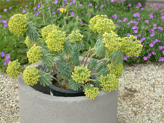 Plant photo of: Euphorbia characias wulfenii