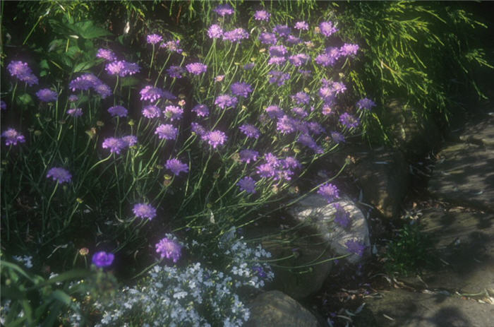 Scabiosa caucasica 'Butterfly Blue'