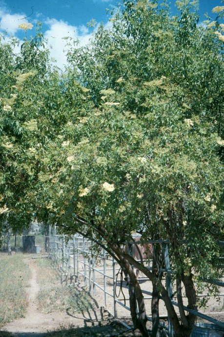 Sambucus racemosa