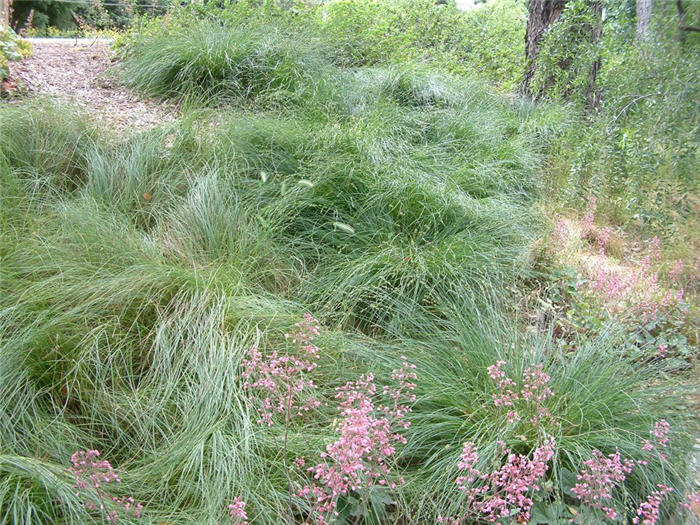 Carex pansa