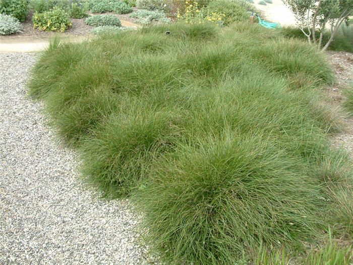 Plant photo of: Carex pansa