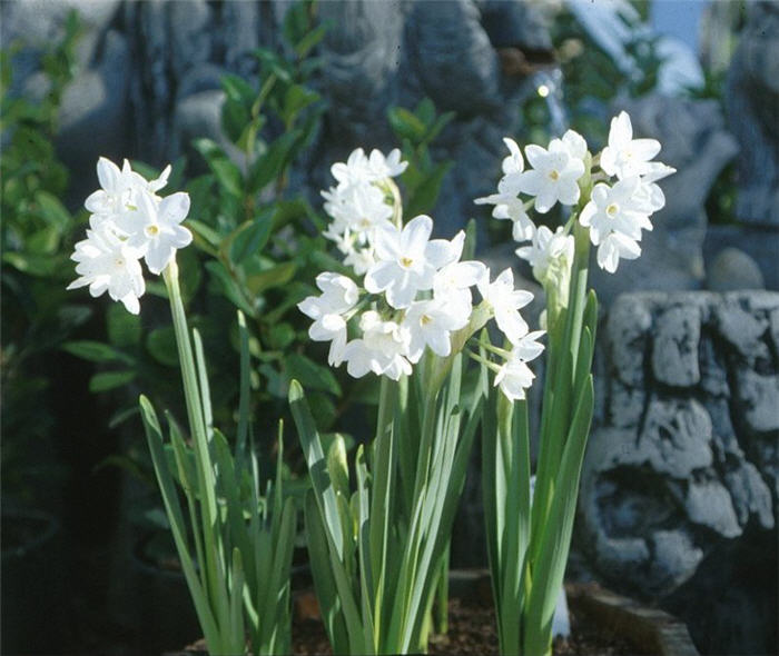 Narcissus Assorted Varieties