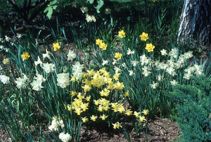 Plant photo of: Narcissus Assorted Varieties