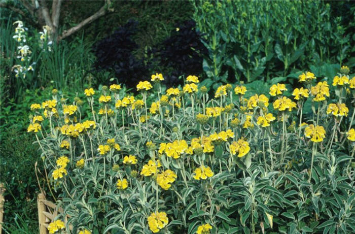 Plant photo of: Phlomis fruticosa