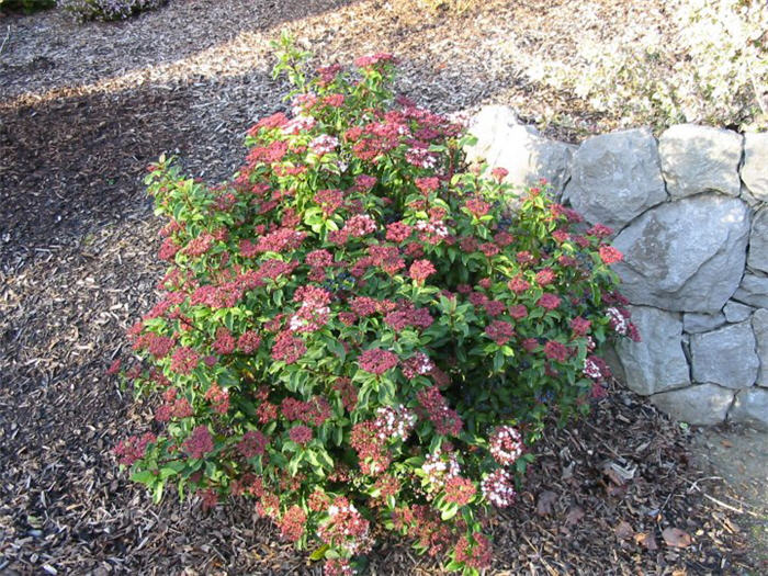 Spring Bouquet Laurustinus