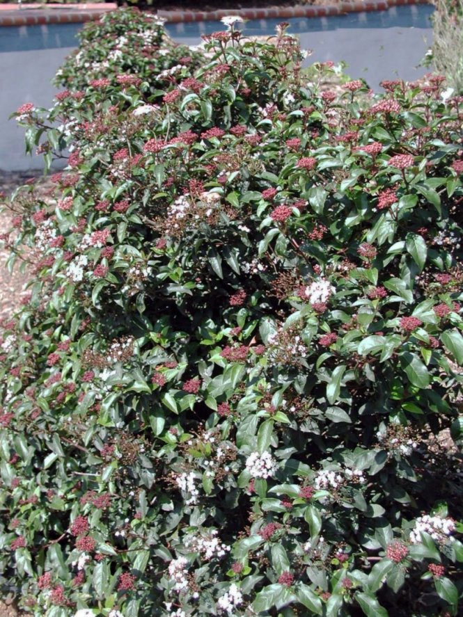 Plant photo of: Viburnum tinus 'Spring Bouquet'