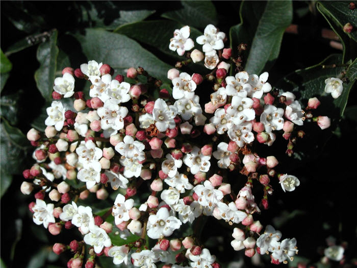 Plant photo of: Viburnum tinus 'Spring Bouquet'