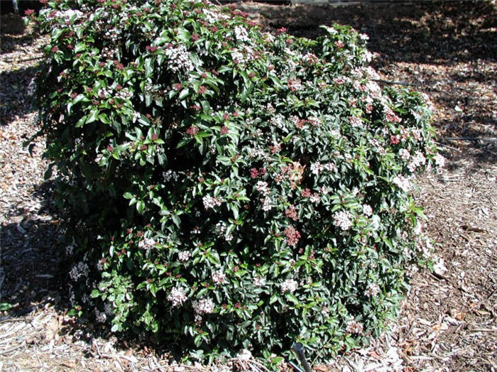 Plant photo of: Viburnum tinus 'Spring Bouquet'