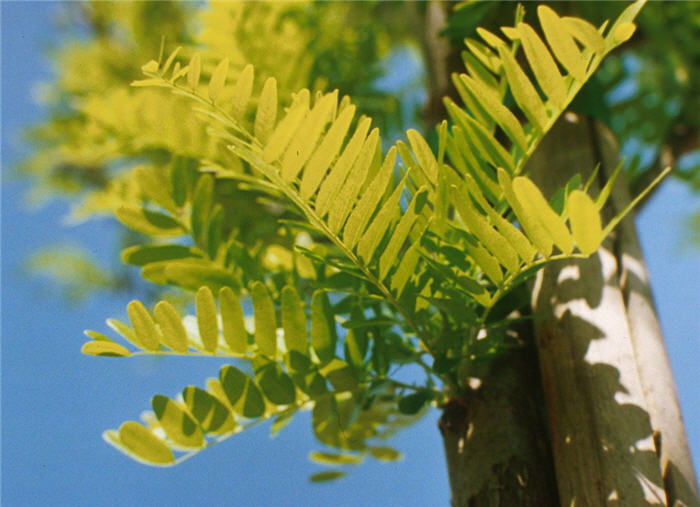 Plant photo of: Gleditsia triacanthos