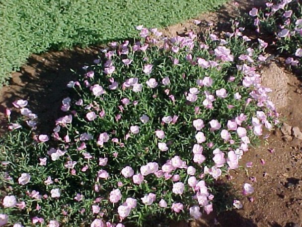 Siskiyou Mexican Evening Primrose