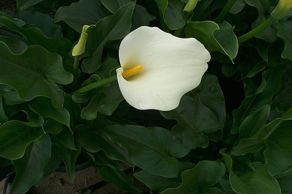 Calla Lily or Calla