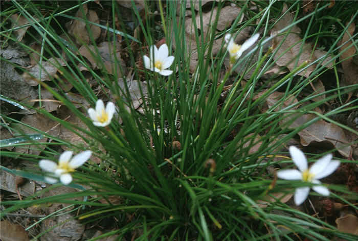 Zephranthes candida