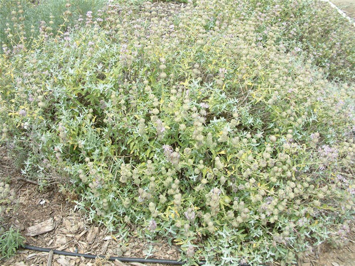 Pt. Sal Spreader Purple Sage