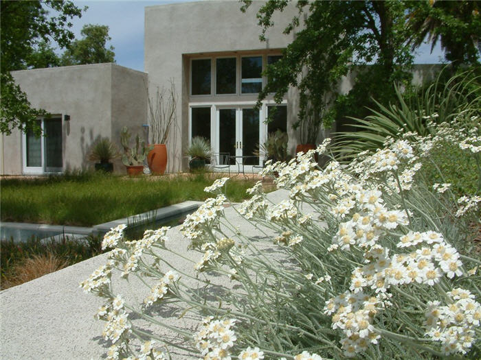 White Daisy Yarrow