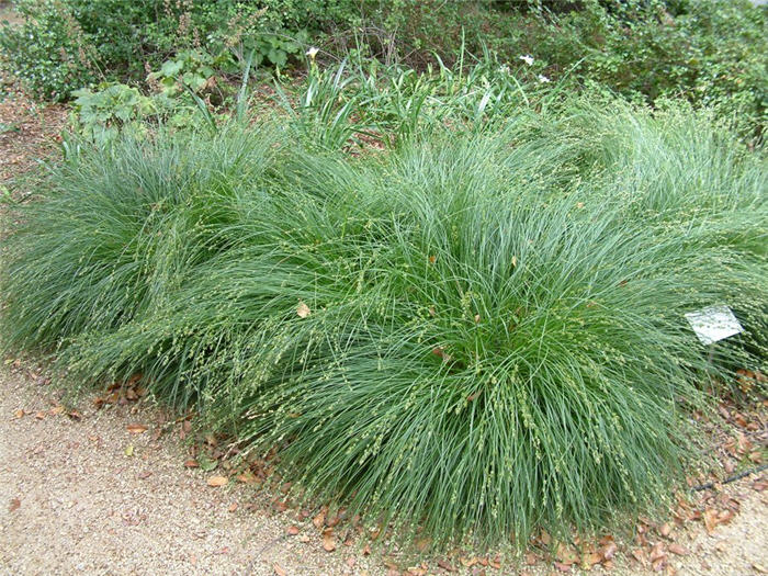 Carex divulsa