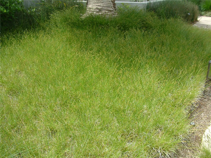 Plant photo of: Carex divulsa