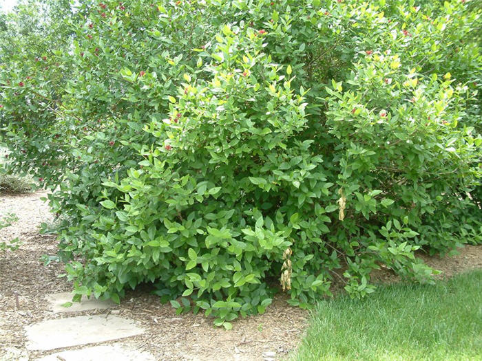 Plant photo of: Cornus stolonifera 'Flaviramea'