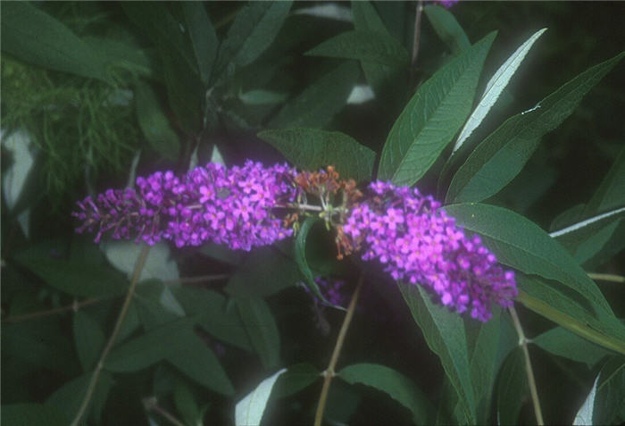 Plant photo of: Buddleja davidii 'African Queen'