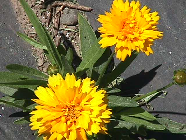 Coreopsis grandiflora  'Early Sunrise'