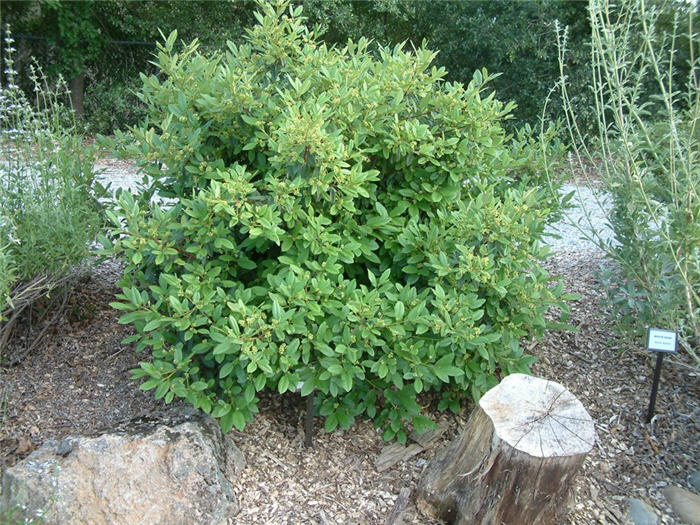 Rhamnus californica 'Eve Case'