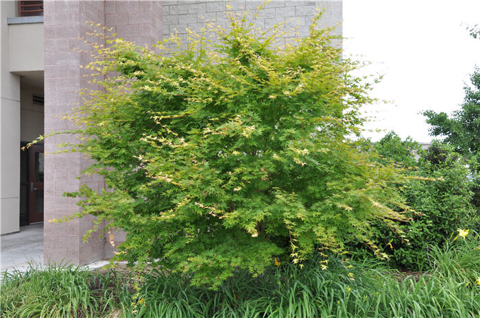 Plant photo of: Acer palmatum
