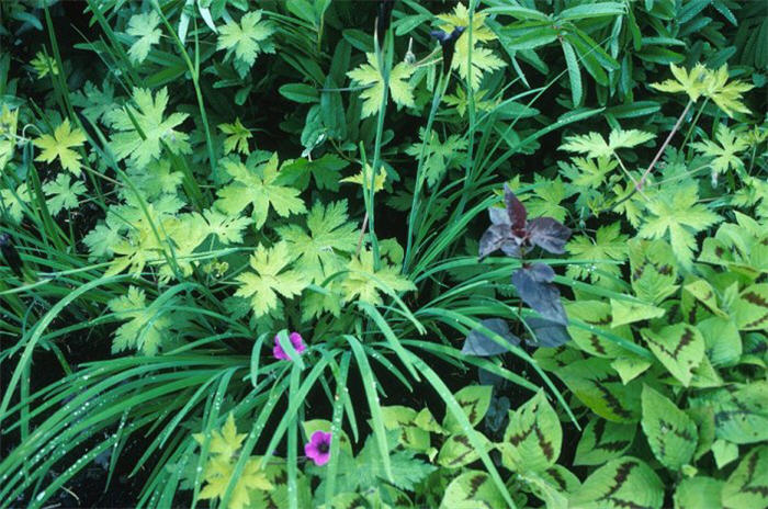 Ann Folkard Purple Cranesbill