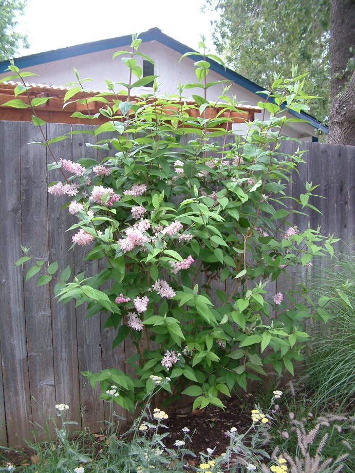 Deutzia hybrida 'Pink-A-Boo'