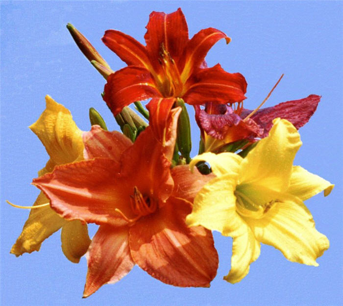 Plant photo of: Hemerocallis hybrids