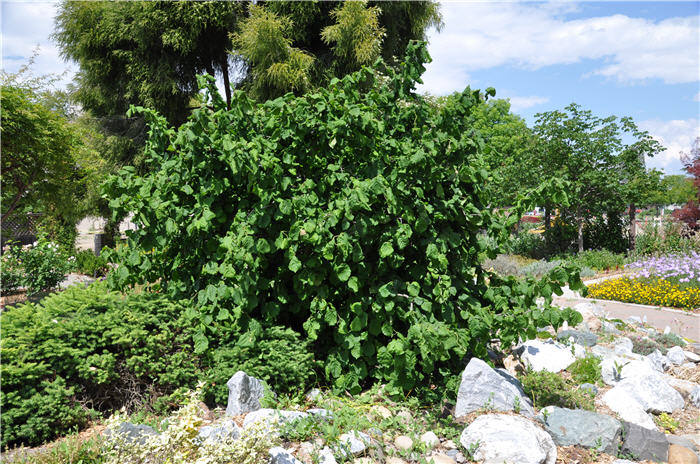 Corylus avellana 'Contorta'