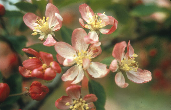 Malus 'Hillieri'