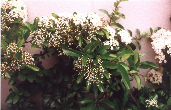 Pyracantha coccinea