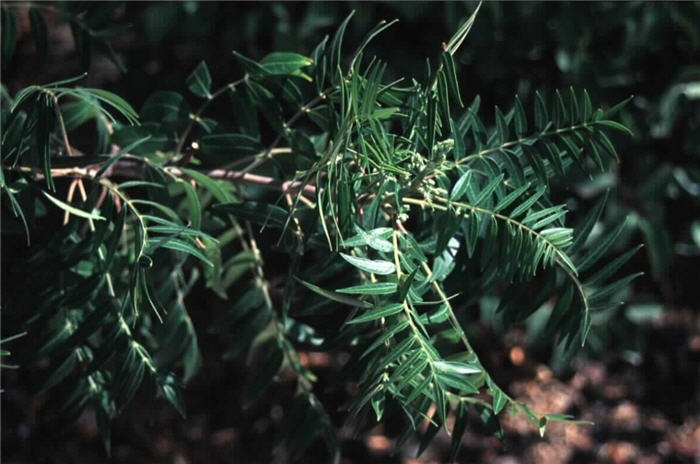 Prairie Sumac