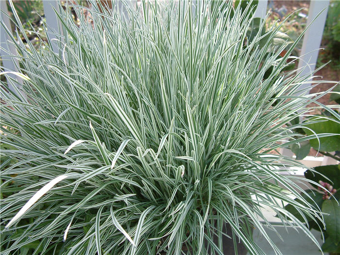 Striped Society Garlic