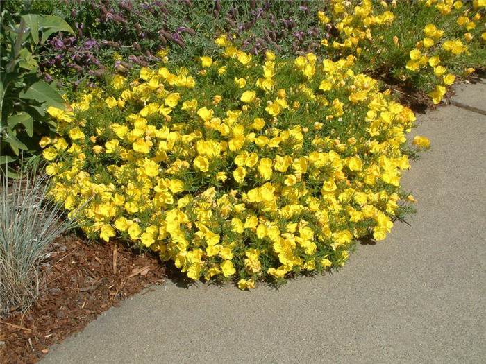 Plant photo of: Oenothera stubbei