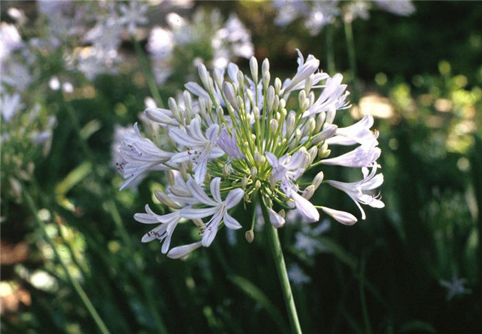 Agapanthus praecox ssp.orientalis 'Albus