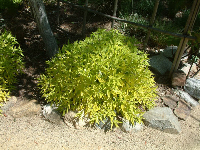 Plant photo of: Caryopteris X clandonensis 'Worcester Go