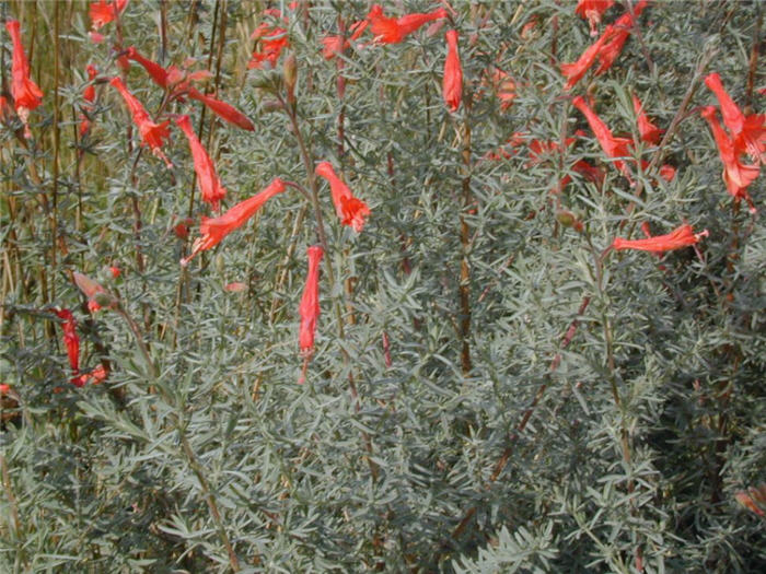 California Fuchsia