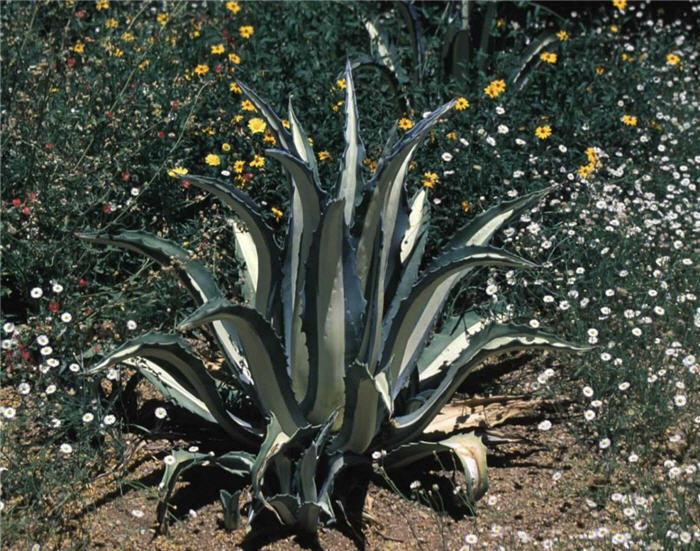 Plant photo of: Agave americana medio-picta