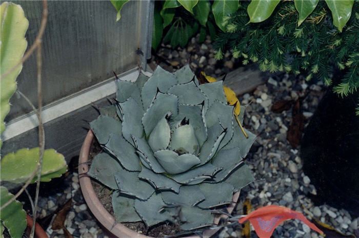 Agave parryi v. huachucensis