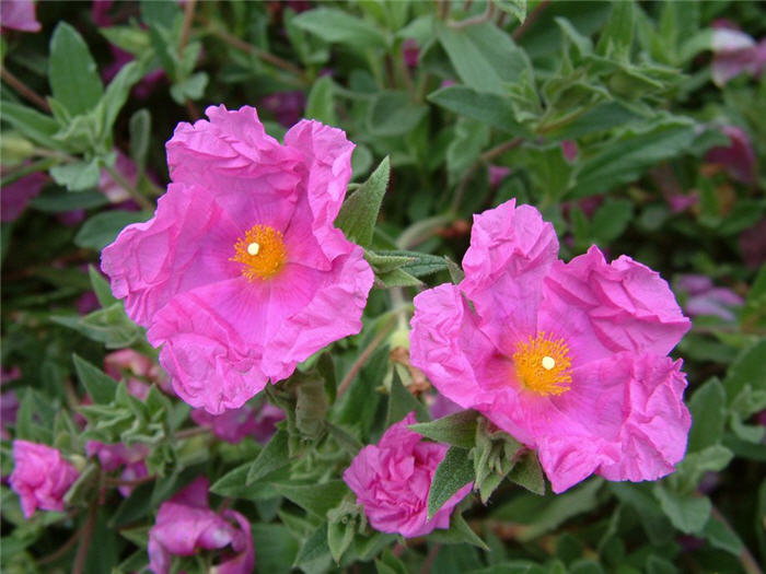 Plant photo of: Cistus crispus 'Santa Cruz'