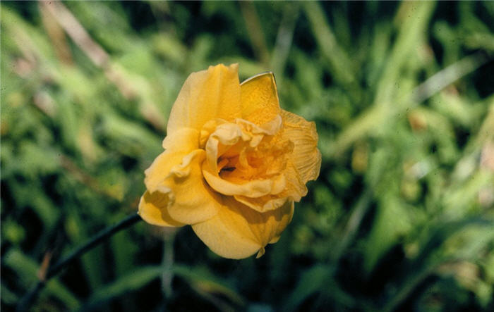 Hemerocallis 'Pojo'