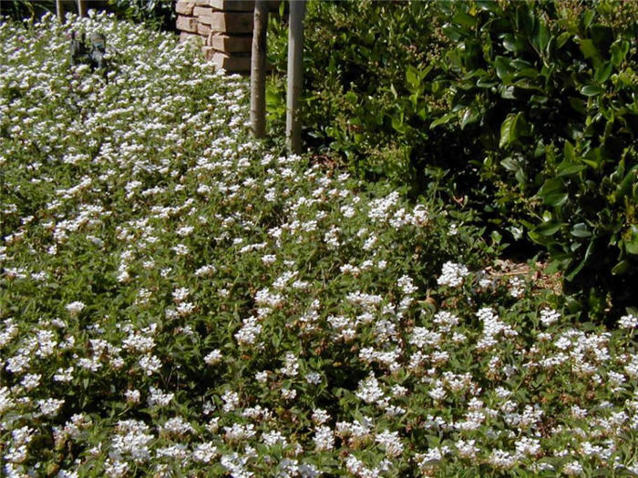 Lantana montevidensis 'White LIghtening'