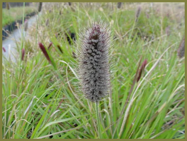 Red Bunny Tails