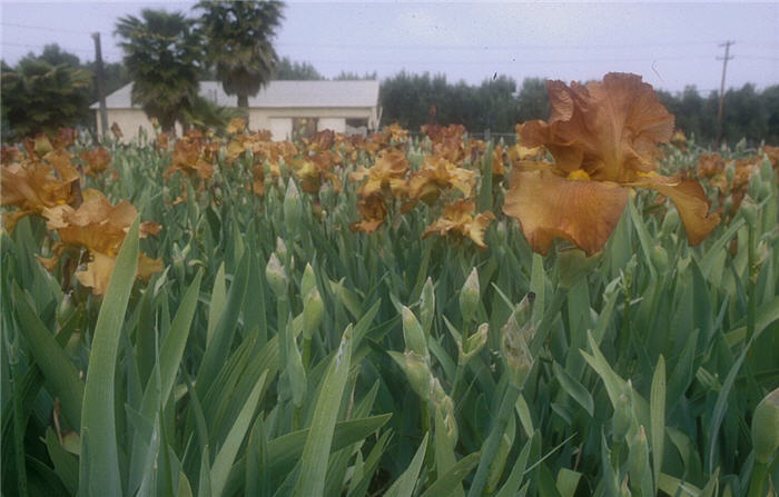 Iris bearded 'Cable Car'