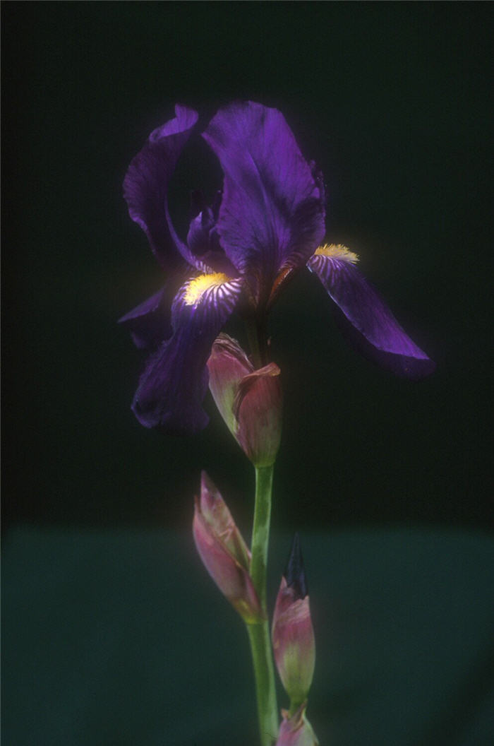 Grandma's Purple Flag Bearded Iris