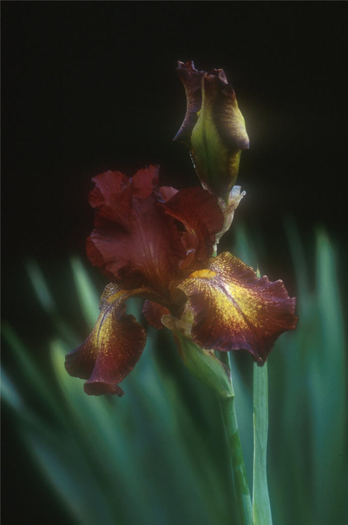 Iris bearded 'Paprika Fonos'