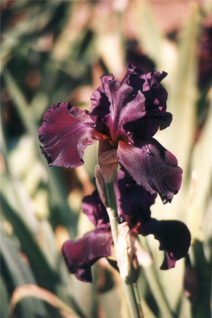 Iris bearded 'Superstition'