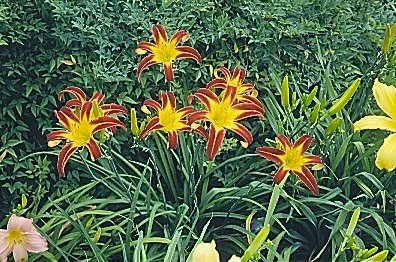 Plant photo of: Hemerocallis 'Marse Connell'