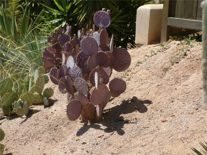 Purple Pad Opuntia