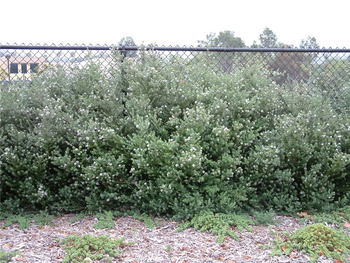 Coast Rosemary